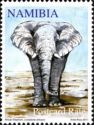 African Elephant (Loxodonta africana)