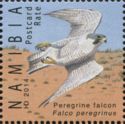 Peregrine Falcon (Falco peregrinus)
