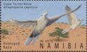 Cape Turtle Dove (Streptopelia capicola)