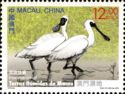 Black-faced Spoonbill (Platalea minor)