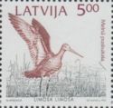Black-tailed Godwit (Limosa limosa)