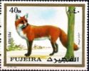 Red Fox (Vulpes vulpes)