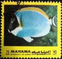 Powderblue Surgeonfish (Acanthurus leucosternon)