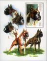 Dogs Boxer