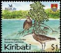 Bristle-thighed Curlew (Numenius tahitiensis)
