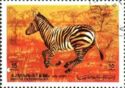 Plains Zebra (Equus quagga)