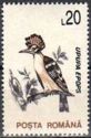 Eurasian Hoopoe (Upupa epops)