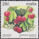 Crataegus azalorus