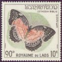 Red Lacewing (Cethosia biblis)