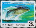Humpback Whale (Megaptera nodosa)