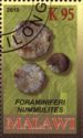 Foraminiferi nummulites