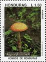 Amanita rubescens, The blusher