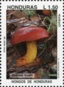 Boletus frostii