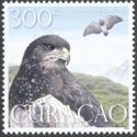 Black-chested Buzzard-Eagle (Geranoaetus melanoleucus)