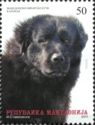 Macedonian Shepherd Dog/ Karaman (Canis lupus familiaris)