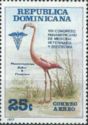 American Flamingo (Phoenicopterus ruber)