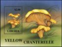 Cantharellus cibarius