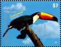 Toco Toucan (Ramphastos toco)