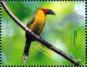 Saffron Toucanet (Pteroglossus bailloni)