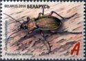 Ground Beetle (Carabus cancellatus)