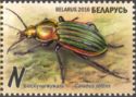Golden Bog Groundbeetle (Carabus nitens)