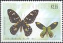 Queen Victoria's Birdwing (Ornithoptera victoriae)