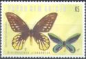 Queen Alexandra's Birdwing (Ornithoptera alexandrae)