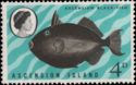 Black Triggerfish (Melichthys ringens)