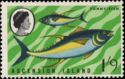 Yellowfin Tuna (Thunnus albacares)