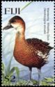 Wandering Whistling Duck (Dendrocygna arcuata)