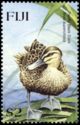 Pacific Black Duck (Anas superciliosa)