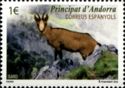 Pyrenean Chamois (Rupicapra pyrenaica)