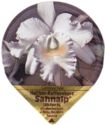 Cattleya hybr.