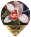 Cymbidium hybr.