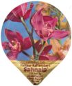 Cymbidium hybr.