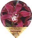 Cymbidium hybr.