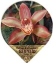 Cymbidium hybr.