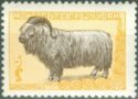 Karakul Sheep (Ovis aries)