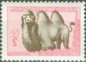 Bactrian Camel (Camelus bactrianus)