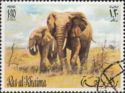 African Elephant (Loxodonta africana)
