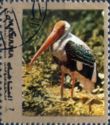 Painted Stork (Mycteria leucocephala)
