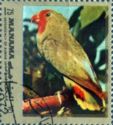 Red-Headed Lovebird (Agapornis pullarius)