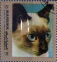 Siamese Cat (Felis silvestris catus)