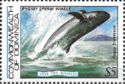 Pygmy Sperm Whale (Kogia breviceps)