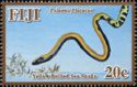 Yellow-bellied Sea Snake (Pelamis platurus)