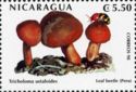 Tricholoma ustaloides