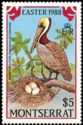 Brown Pelican (Pelecanus occidentalis)