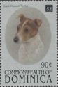 Jack Russell Terrier (Canis lupus familiaris)