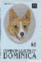 Welsh Corgi (Canis lupus familiaris)
