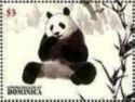 Giant Panda (Ailuropoda melanoleuca)
